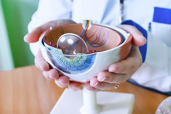 Doctor Holding a Model of an Eye